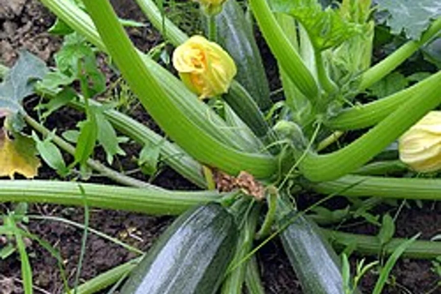 Cultivo de calabacín en bancal: riego, entutorado y polinización manual